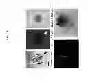 Fig. 13 - Use of live cell inteferometry with reflective floor of observation chamber to determine changes in mass of mammalian cells