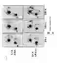 Fig. 22 - Use of live cell inteferometry with reflective floor of observation chamber to determine changes in mass of mammalian cells