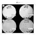 Fig. 06 - Transformable strains, method for producing transformable strains