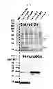 Fig. 07 - Transformable strains, method for producing transformable strains