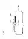Fig. 04 - Process for producing protein A-like protein with use of genus bacterium