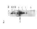 Fig. 07 - Process for producing protein A-like protein with use of genus bacterium