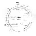 Fig. 07 - Genetically modified yeast species, and fermentation processes using genetically modified yeast