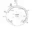 Fig. 33 - Genetically modified yeast species, and fermentation processes using genetically modified yeast