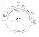 Fig. 40 - Genetically modified yeast species, and fermentation processes using genetically modified yeast