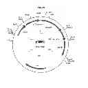 Fig. 41 - Genetically modified yeast species, and fermentation processes using genetically modified yeast