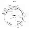 Fig. 43 - Genetically modified yeast species, and fermentation processes using genetically modified yeast