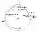Fig. 45 - Genetically modified yeast species, and fermentation processes using genetically modified yeast