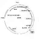 Fig. 46 - Genetically modified yeast species, and fermentation processes using genetically modified yeast