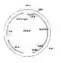 Fig. 47 - Genetically modified yeast species, and fermentation processes using genetically modified yeast