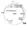 Fig. 48 - Genetically modified yeast species, and fermentation processes using genetically modified yeast