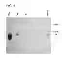 Fig. 05 - Biosynthesis of human milk oligosaccharides in engineered bacteria