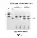 Fig. 10 - Biosynthesis of human milk oligosaccharides in engineered bacteria