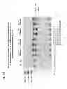 Fig. 12 - Biosynthesis of human milk oligosaccharides in engineered bacteria