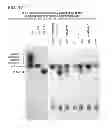 Fig. 22 - Biosynthesis of human milk oligosaccharides in engineered bacteria