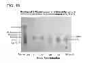 Fig. 23 - Biosynthesis of human milk oligosaccharides in engineered bacteria