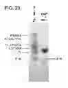 Fig. 25 - Biosynthesis of human milk oligosaccharides in engineered bacteria