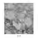 Fig. 04 - Biotemplated inorganic materials