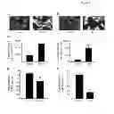 Fig. 08 - MOLECULAR MODULATORS OF THE WNT/BETA-CATENIN PATHWAY