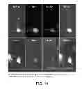 Fig. 10 - Identification of compounds that disperse TDP-43 inclusions