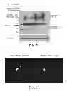 Fig. 19 - Identification of compounds that disperse TDP-43 inclusions