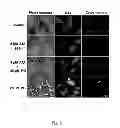 Fig. 20 - Acetyltanshinone IIA (ATA) as anticancer agent