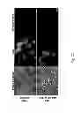 Fig. 22 - Acetyltanshinone IIA (ATA) as anticancer agent