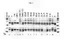 Fig. 02 - IRE-1α inhibitors