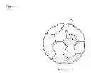 Fig. 02 - Compounds and formulations suitable for radical scavenging