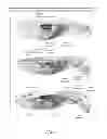 Fig. 18 - ENHANCED BIODISTRIBUTION OF OLIGOMERS