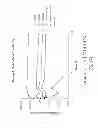Fig. 29 - ENHANCED BIODISTRIBUTION OF OLIGOMERS