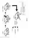 Fig. 16 - IDENTIFICATION OF SMALL MOLECULES THAT FACILITATE THERAPEUTIC EXON SKIPPING