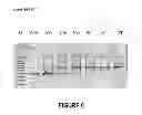 Fig. 07 - ANTISENSE OLIGONUCLEOTIDES FOR INDUCING EXON SKIPPING AND METHODS OF USE THEREOF