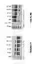 Fig. 09 - ANTISENSE OLIGONUCLEOTIDES FOR INDUCING EXON SKIPPING AND METHODS OF USE THEREOF