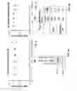 Fig. 04 - Method of treating estrogen receptor (ER)-positive breast cancers with selective androgen receptor modulator (SARMS)