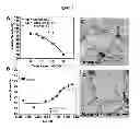 Fig. 03 - Isolated compounds from turmeric oil and methods of use
