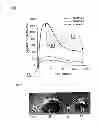 Fig. 02 - Hydrogel-forming composition and hydrogel produced from the same
