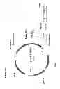 Fig. 211 - Polymerization of isoprene from renewable resources