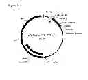 Fig. 46 - Polymerization of isoprene from renewable resources