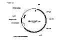 Fig. 59 - Polymerization of isoprene from renewable resources