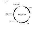 Fig. 89 - Polymerization of isoprene from renewable resources