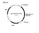Fig. 93 - Polymerization of isoprene from renewable resources