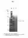 Fig. 02 - NOVEL MITE ALLERGEN