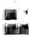 Fig. 07 - NOVEL MITE ALLERGEN