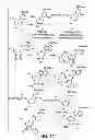 Fig. 19 - Methods For The Detection, Analysis And Isolation of Nascent Proteins