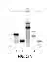 Fig. 23 - Methods For The Detection, Analysis And Isolation of Nascent Proteins