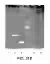 Fig. 24 - Methods For The Detection, Analysis And Isolation of Nascent Proteins