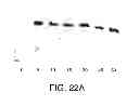Fig. 25 - Methods For The Detection, Analysis And Isolation of Nascent Proteins