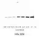 Fig. 26 - Methods For The Detection, Analysis And Isolation of Nascent Proteins