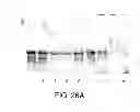 Fig. 31 - Methods For The Detection, Analysis And Isolation of Nascent Proteins